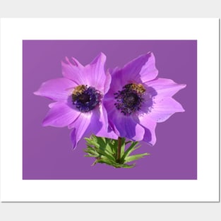 Purple Pink Anemones with Honey Bees Vector Art Posters and Art